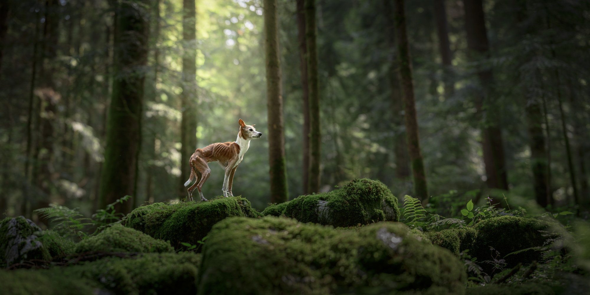 Cane nel bosco — workshop Arilica Dogs